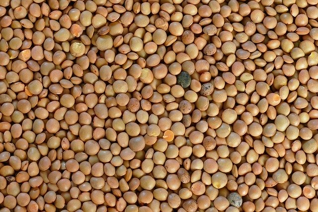 lentils
