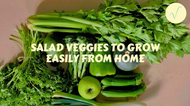 salad veg to grow from home article cover