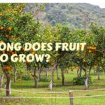 how long does fruit take to grow cover