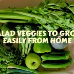 salad veg to grow from home article cover