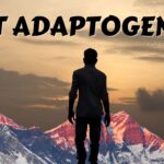 best adaptogens