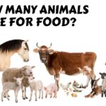 how many animals die for food cover